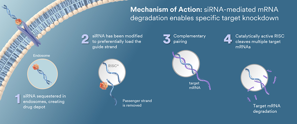Mechanism of Action: siRNA